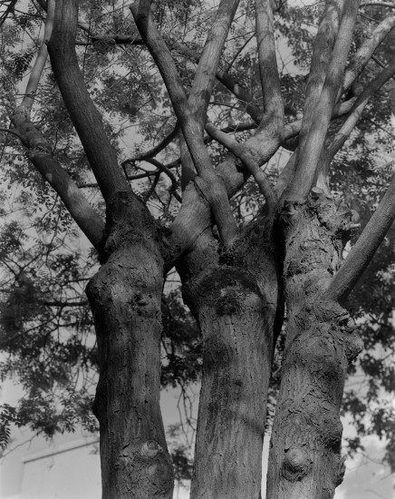 three trees